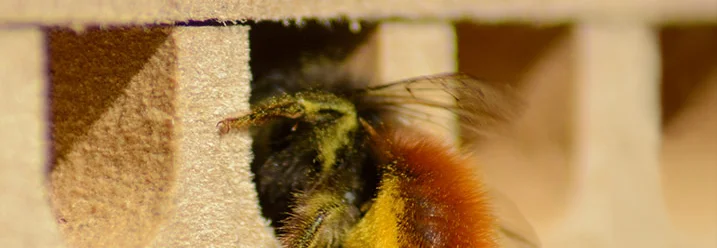 Biene krabbelt in ein Insektenhotel